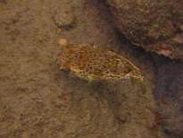 ant07_CB_1022.JPG