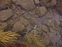 ant07_CB_1025.JPG