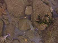 ant07_CB_1026.JPG