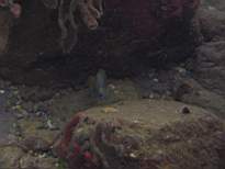 ant07_CB_1030.JPG