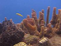 ant07_CB_1032.JPG