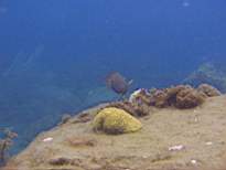 ant07_CB_1033.JPG