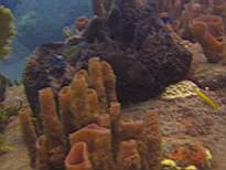 ant07_CB_1034.JPG