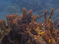 ant07_CB_1035.JPG