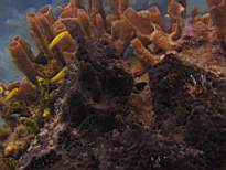 ant07_CB_1037.JPG