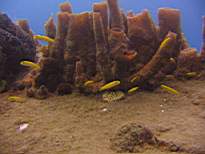ant07_CB_1038.JPG