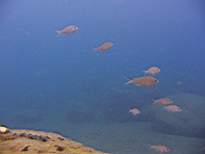 ant07_CB_1039.JPG