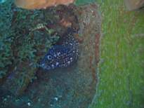 ant07_CB_1059.JPG