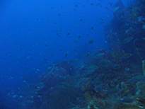 ant07_CB_1061.JPG