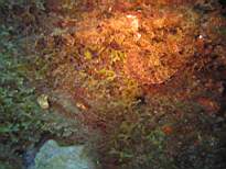 ant07_CB_1066.JPG