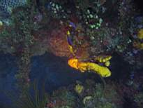 ant07_CB_1067.JPG