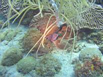 ant07_CB_1068.JPG