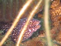 ant07_CB_1069.JPG