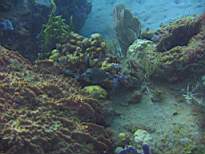ant07_CB_1080.JPG