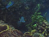 ant07_CB_1081.JPG