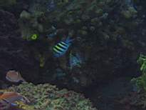 ant07_CB_1082.JPG