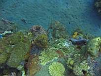 ant07_CB_1083.JPG