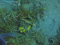 ant07_CB_1086.JPG