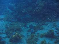 ant07_CB_1088.JPG