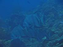 ant07_CB_1091.JPG