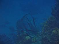 ant07_CB_1092.JPG
