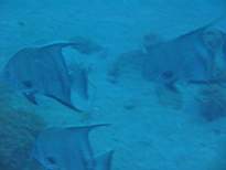 ant07_CB_1094.JPG