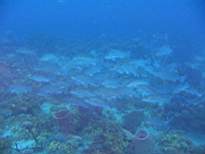 ant07_CB_1098.JPG