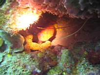 ant07_CB_1106.JPG