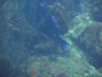 ant07_CB_1110.JPG