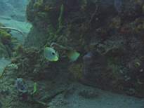 ant07_CB_1113.JPG