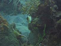 ant07_CB_1114.JPG