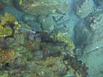 ant07_CB_1116.JPG