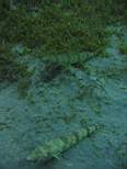 ant07_CB_1119.JPG