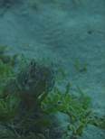 ant07_CB_1120.JPG
