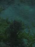 ant07_CB_1121.JPG
