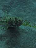 ant07_CB_1122.JPG