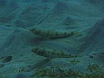 ant07_CB_1126.JPG