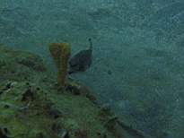 ant07_CB_1129.JPG