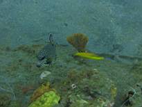 ant07_CB_1131.JPG
