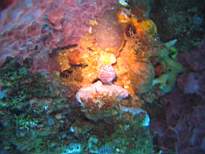 ant07_CB_1216.JPG