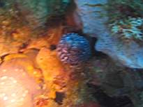 ant07_CB_1218.JPG