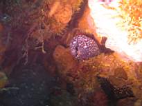 ant07_CB_1219.JPG