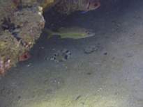ant07_CB_1221.JPG