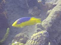 ant07_CB_1223.JPG