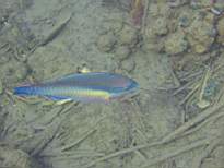 ant07_CB_1224.JPG