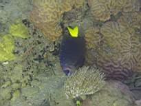 ant07_CB_1225.JPG