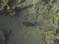 ant07_CB_1227.JPG