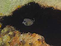 ant07_CB_1229.JPG