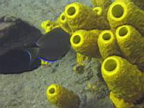 ant07_CB_1230.JPG