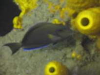 ant07_CB_1231.JPG